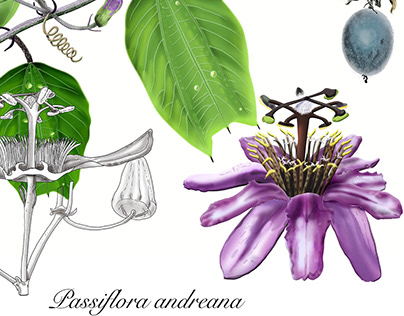 Passiflora andreana