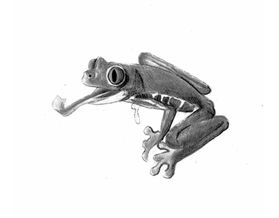 Amazing Animals: Red-Eyed Tree Frog