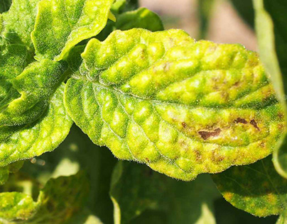 Why does yellow leaf rot disease appear on citrus trees