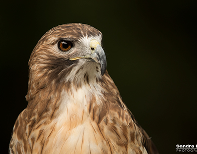 Illinois Red-tail Hawk