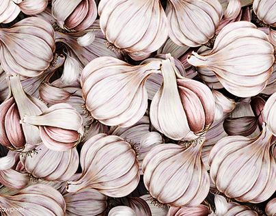 Hand-drawn illustration bundle of garlic