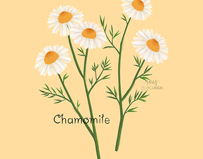 Botanical Illustration, Chamomile