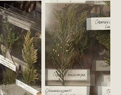 Project thumbnail - specimen box du paysage