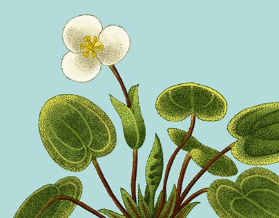 Ilustración Botánica en Puntillismo
