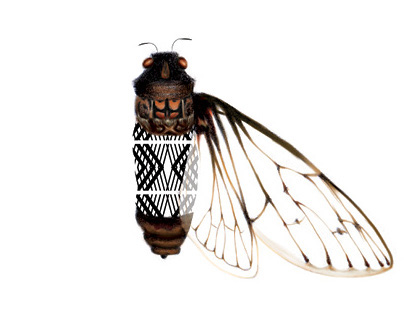 SPLENDIDINSETTI Cicala/Cicada