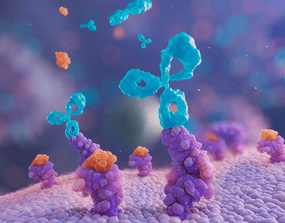 Antibodies attaching to receptors