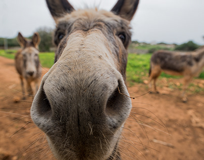 Lovely Donkeys in Menorca