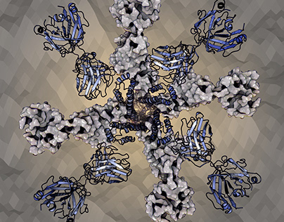 Antibody-protein complex