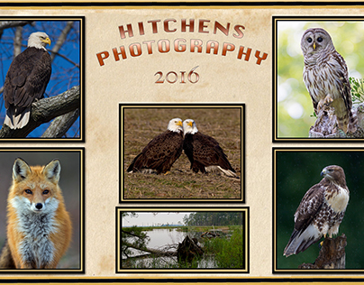 My Wildlife Photography Images