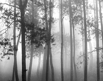 Jungle mist ...