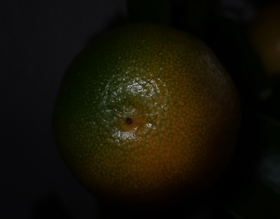 Project thumbnail - Being close to the Lemon Tree