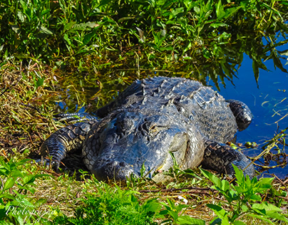 Big Alligator soaking up the Sun