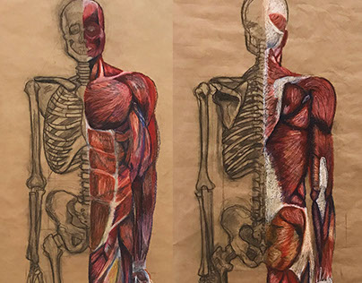 Anatomically Correct/Life-Size Skeleton Drawing