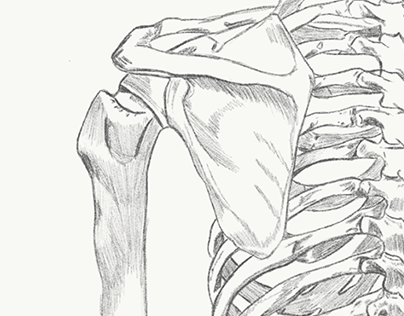 Срисовка: скелет/мышцы.