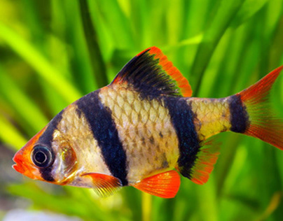 Tiger Barb: Energetic Charms in the Freshwater Aquarium