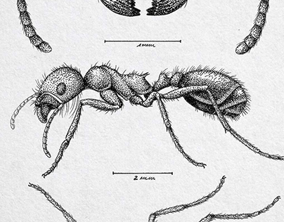 Ant, Veromessor pergandei