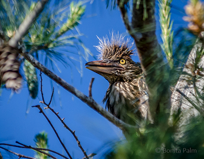 Black-crowned Night-heron chicks and one juvenile.