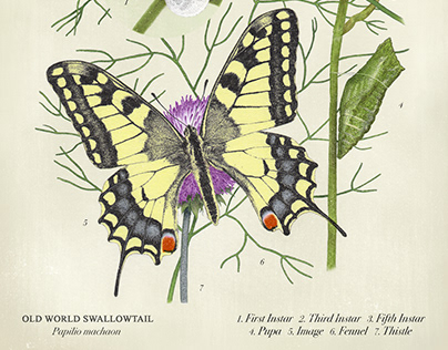 Hand-Illustrated Poster for Lifecycle of a Butterfly