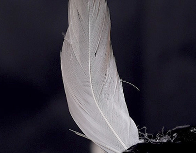 Bird Feather