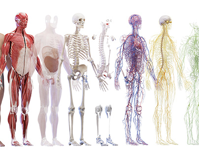 Medically accurate 3d model of the human anatomy