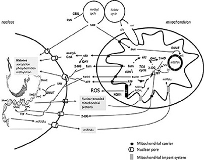 Mitochondrial Physiological Modifications