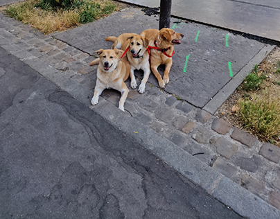 3 chiens
