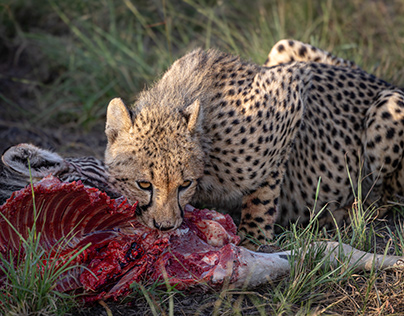 Cheetah with prey.