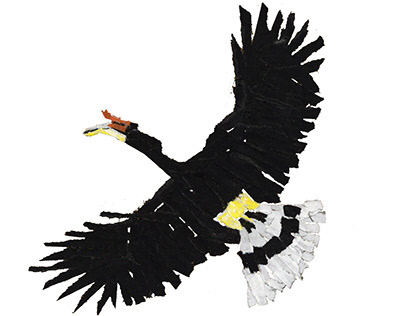 Sketches Hornbill project