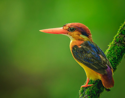 Jewel of Konkan: The Oriental Dwarf Kingfisher"