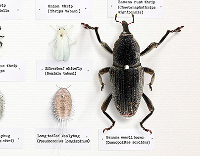 Bug Board Illustration.