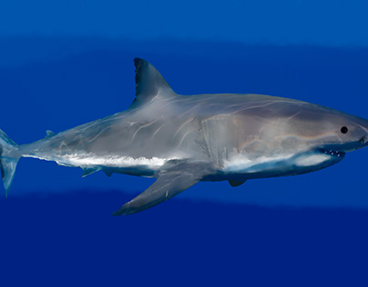 Ilustración tiburón