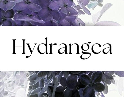 Hydrangea: The Undying Love