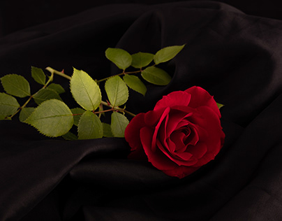 Rote Rose im Fotostudio