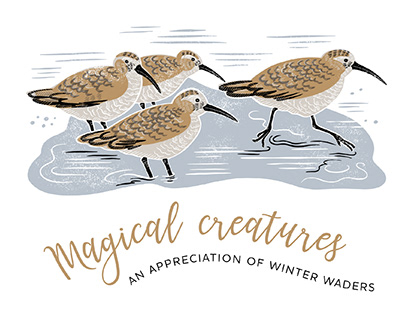 Magical Creatures - illustrations