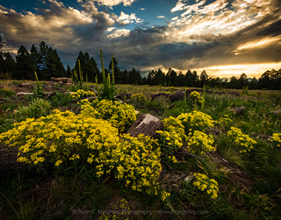 Flagstaff, Arizona, sunset, clouds, wildflowers,