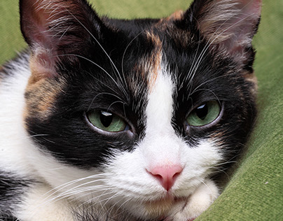Tricolor cute cat portrait.