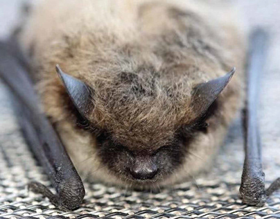 Factors Influence Bat Removal —Bat Removal In Ontario!