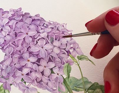 Lilac watercolor illustration
