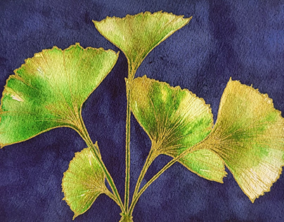 Ginkgo Leaves Watercolors