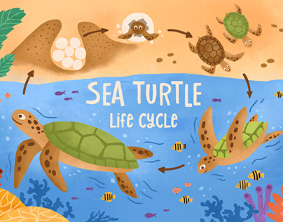 Sea turtle life cycle infographic for preschoolers