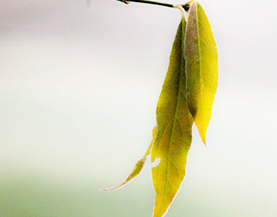 Feuille gelée/Frozen leaf
