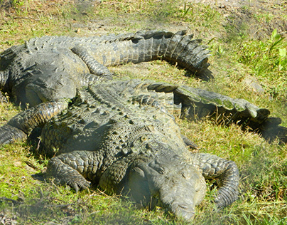 the crocodile animal
