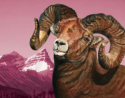 Project thumbnail - Stamp Design Bighorn Sheep
