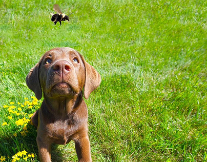 Your Dog Is Stung By A Wasp Or An Insect?