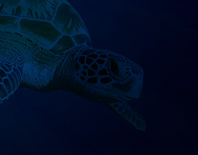 Aramco sea turtle conservation campaign