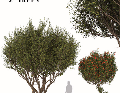 Set of Arbutus unedo Tree (Strawberry tree) (2 Trees)