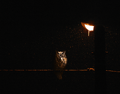 Owl sitting on a streetlight's wire in winter night