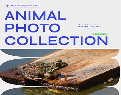 Animal Photo Collection