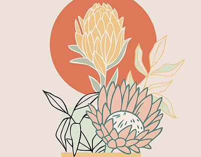 Protea Flowers Illustration