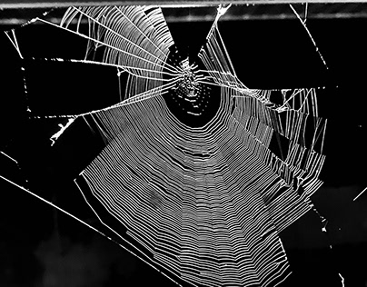 Spider Web / When the light goes off